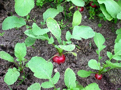 Growing Radishes